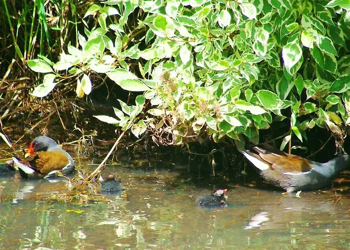 Maison Charmante Avec Piscine Partagée à *